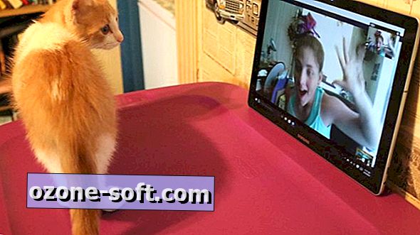 Kaip naudoti „Skype“ šnipinėti savo katinus ar šunis